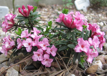 Daphne x hendersonii 'Bonnie Glen'